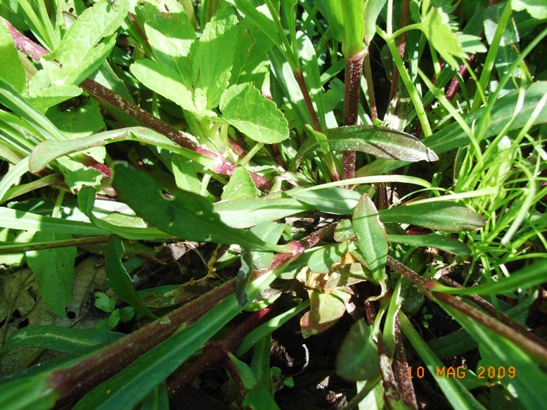 Cariophillacea? - Silene flos-cuculi